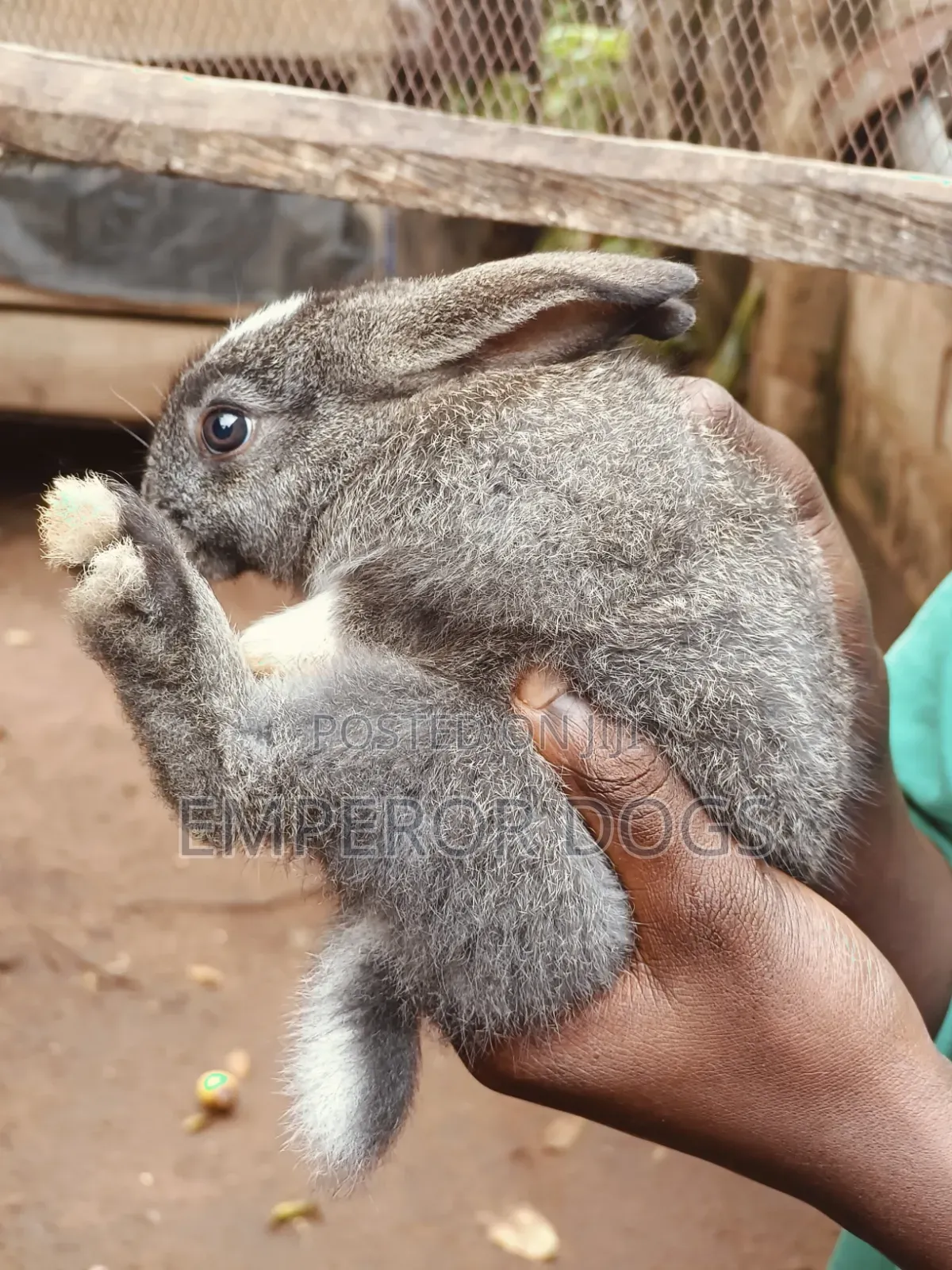 Pet Bunnies