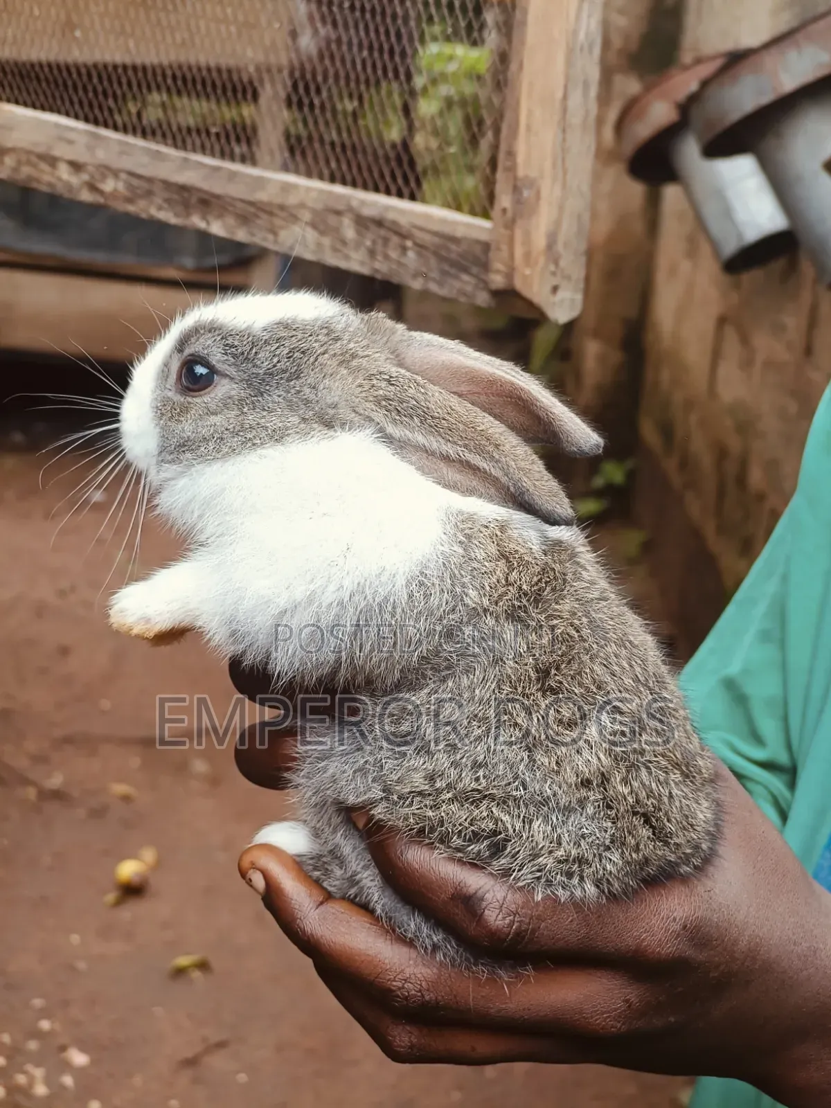 Pet Bunnies