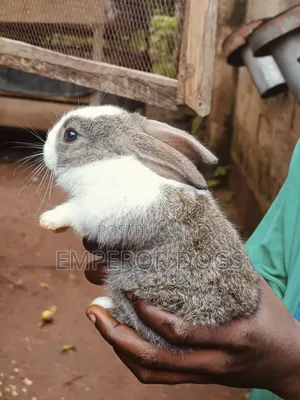 Pet Bunnies