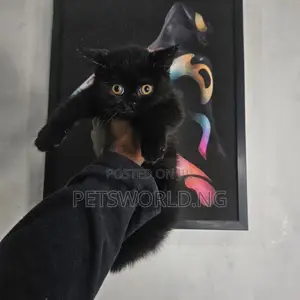 1-3 months Male Purebred British Shorthair