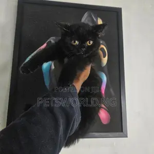 1-3 months Male Purebred British Shorthair