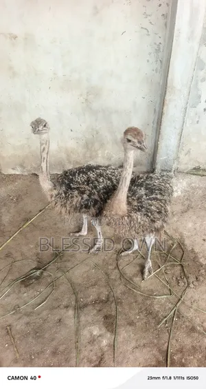 Adolescent Ostriches
