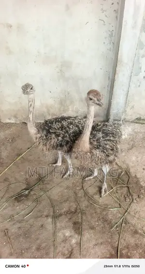 Adolescent Ostriches