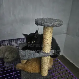1-3 months Male Purebred British Shorthair