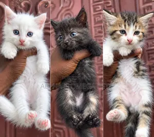 1-3 months Female Mixed Breed Persian