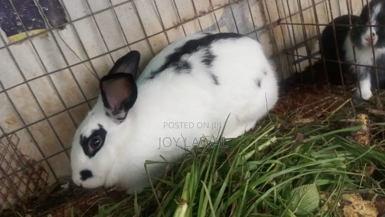 Rabbit Meat