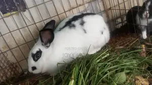 Rabbit Meat