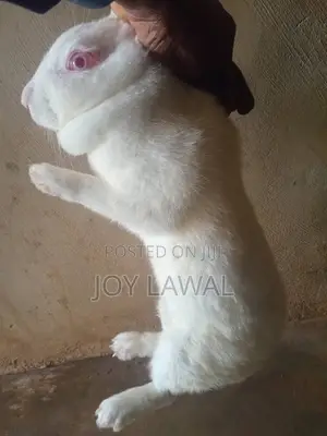 Rabbit Meat