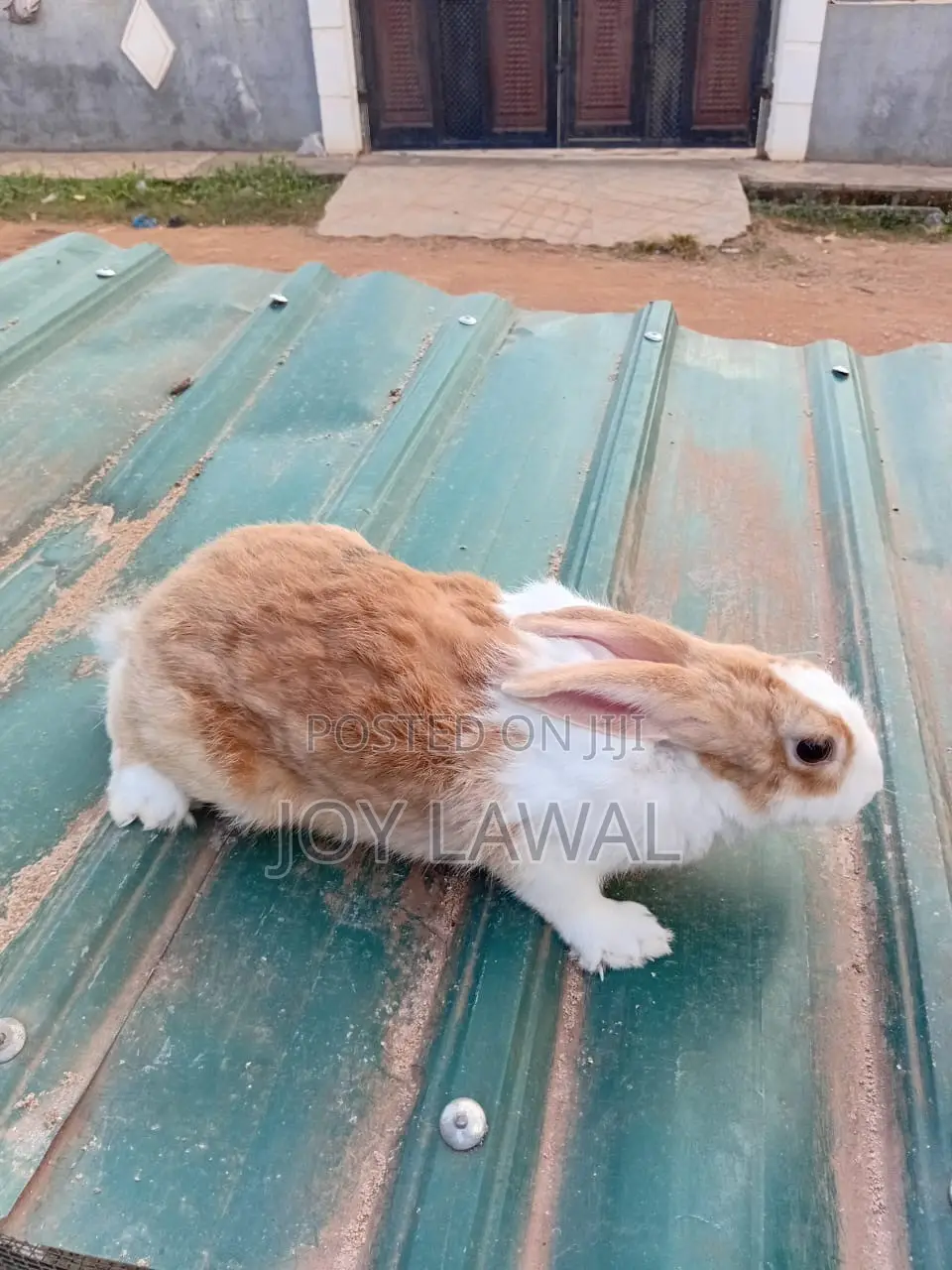 Rabbit Meat