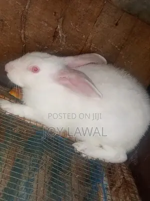 Rabbit Meat