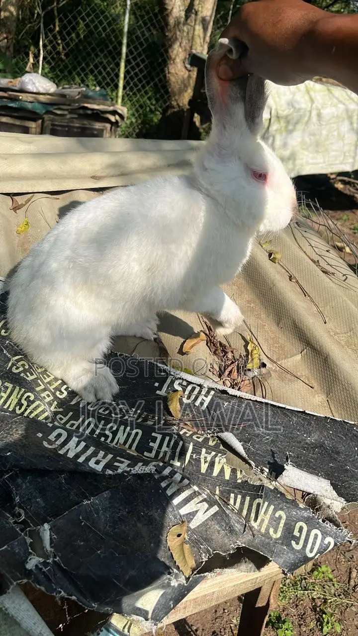 Rabbit Meat