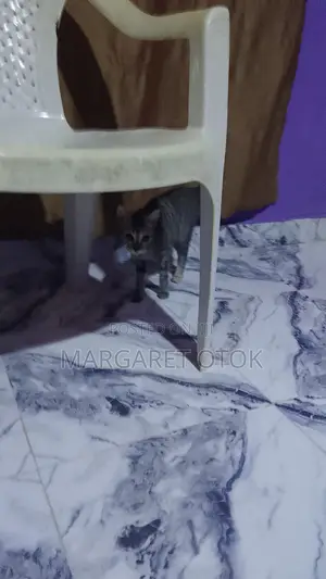 6-12 months Female Mixed Breed Tabby