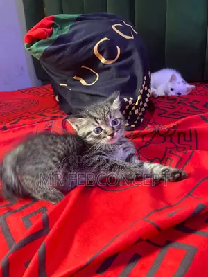 1-3 months Male Mixed Breed Bombay