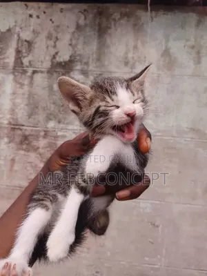 1-3 months Male Mixed Breed American Shorthair