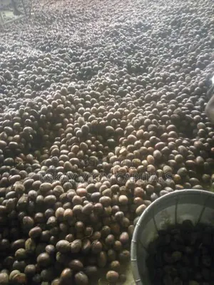Sheanut Available in Large Quantities