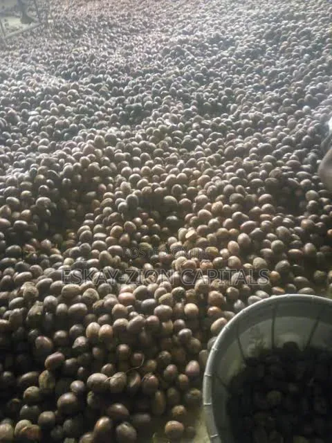 Sheanut Available in Large Quantities