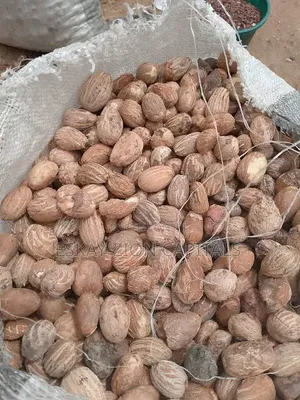 Sheanut Available in Large Quantities