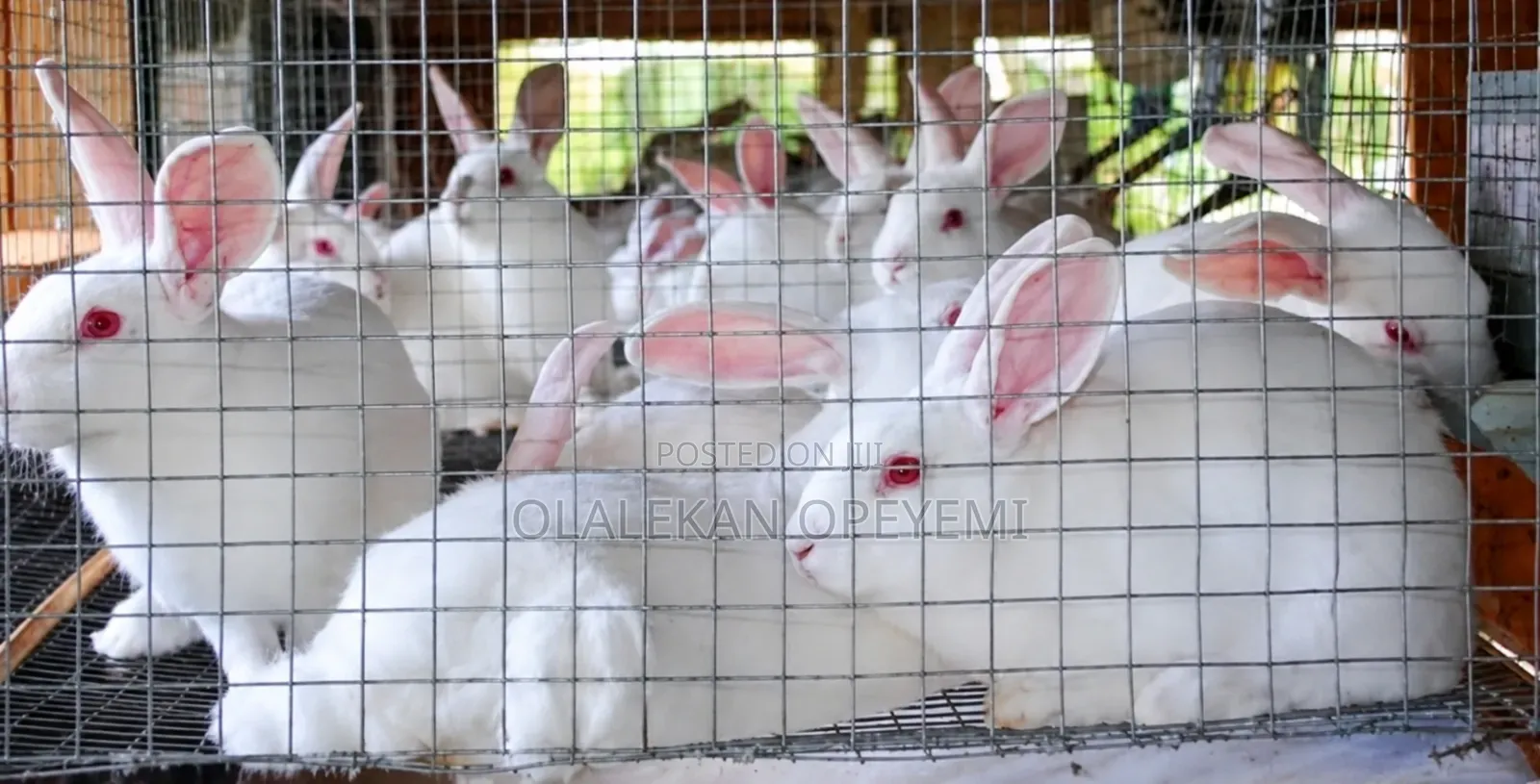 Weaners Rabbit 4000