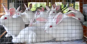 Weaners Rabbit 4000