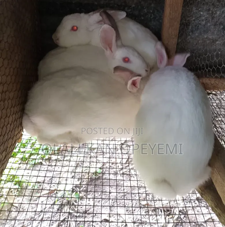 Weaners Rabbit 4000