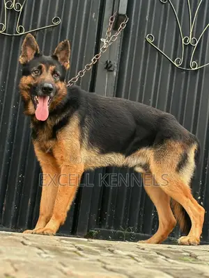 1+ year Male Purebred German Shepherd