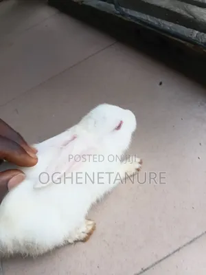 Cute Bunnies Looking for a New Home.