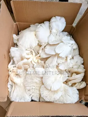 Fresh Mushroom and Ready to Fruit Bag