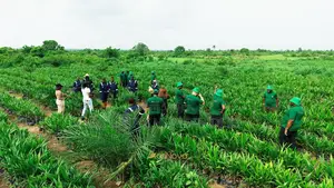 Investment Palm Farm Land With Harvest Income Potential – Abeokuta