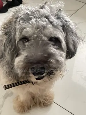 1+ year Male Purebred Lhasa Apso