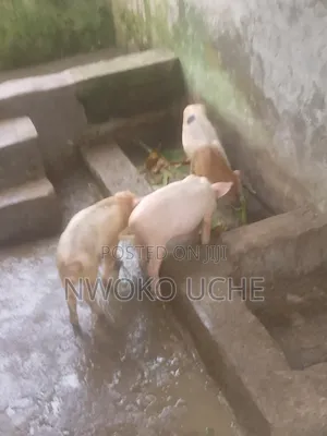 Pigs for Sale L Pig Young