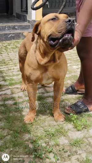 1+ year Male Purebred Boerboel