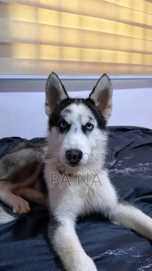 3-6 months Male Purebred Siberian Husky