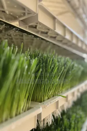Hydroponic Fodder System Expert | Fresh Feed for Cows, Goats Horses