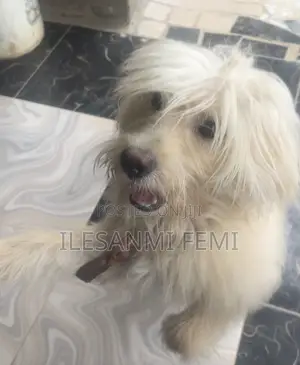 1+ year Male Purebred Lhasa Apso