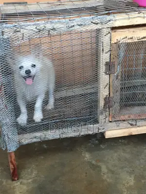1-3 months Female Purebred American Eskimo
