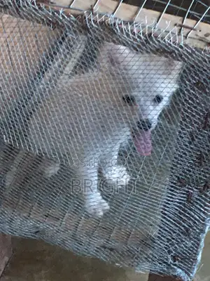 1-3 months Female Purebred American Eskimo