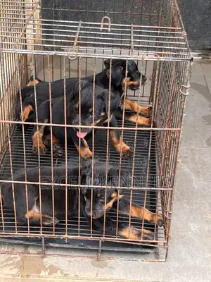 1-3 months Female Purebred Rottweiler