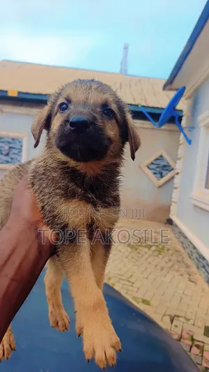 1-3 months Male Purebred German Shepherd