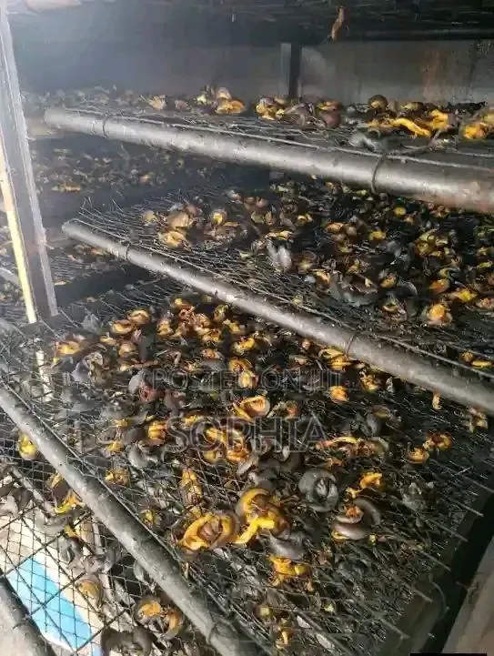 Sand Free Oron Crayfish Have Drop Ooooh