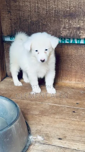 1-3 months Female Purebred American Eskimo