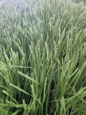 Artificial Grass 50 Mm . Available in Bundles .