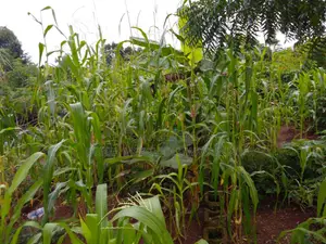 Fenced Gated 100x100ft Land for Sale in Kabba