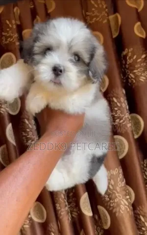 1-3 months Male Purebred Lhasa Apso