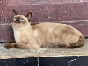 6-12 months Male Purebred Siamese