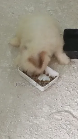 1-3 months Male Purebred Lhasa Apso
