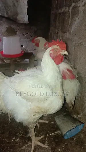 Live Chicken