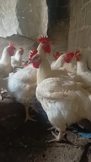 Live Chicken
