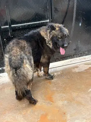 1+ year Female Purebred Caucasian Shepherd