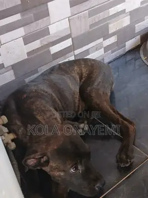 3-6 months Female Purebred Boerboel
