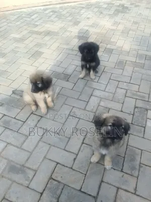1-3 months Male Mixed Breed Caucasian Shepherd